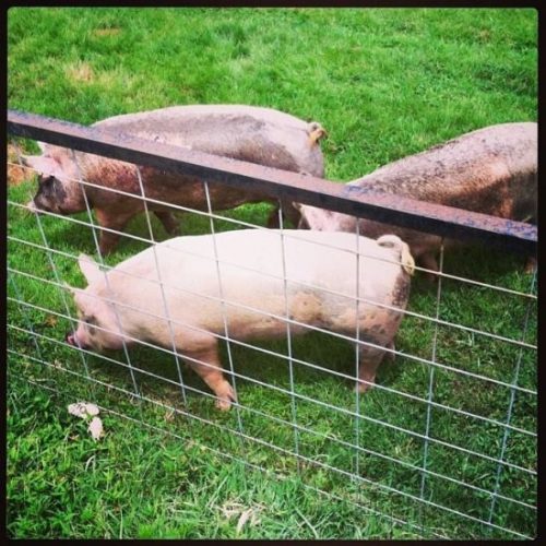 Pigs on Parade and More